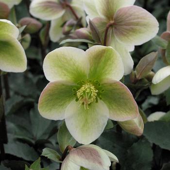 Helleborus Walberton's® 'Ivory Prince' - Lenten Rose