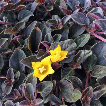Lysimachia congestiflora 'Midnight Sun' - Lysimachia