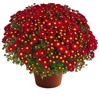 Chrysanthemum x morifolium - Rihanna™ Red