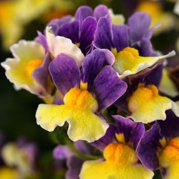 Nemesia Escential™ 'Blueberry Custard' - Nemesia 