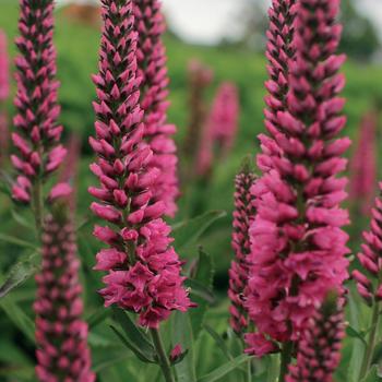 Veronica spicata 'Baby Red' - Speedwell