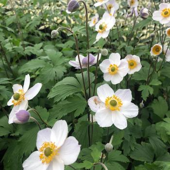 Anemone 'Elfin Swan' - Windflower