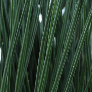 Juncus inflexus 'Blue Arrows' Rush - Grass