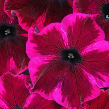 Petunia - Crazytunia® 'Cosmic Purple'