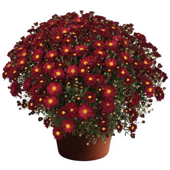 Chrysanthemum x morifolium - Bonnie™ Red