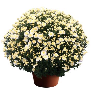 Chrysanthemum x morifolium - Cheryl™ Frosty White