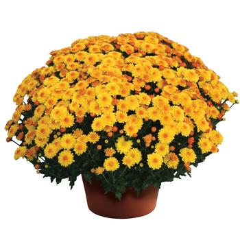 Chrysanthemum x morifolium - Cheryl™ Golden 
