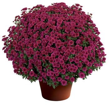 Chrysanthemum x morifolium - 'Cheryl™ Regal Purple' Garden Mum