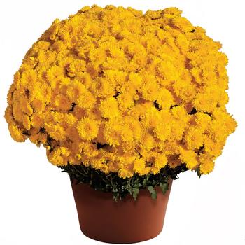 Chrysanthemum x morifolium - Cheryl™ Sparkling Yellow