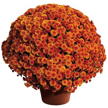 Chrysanthemum x morifolium - Cheryl™ Spicy Orange