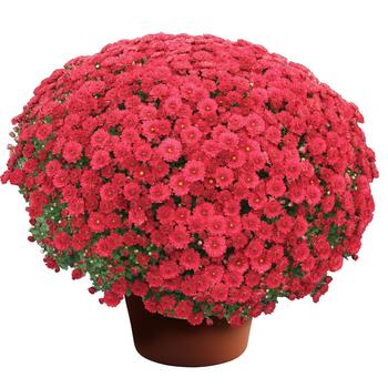 Chrysanthemum x morifolium - Danielle™ Red