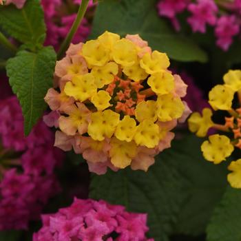Lantana camara Shamrock™ Rose - Lantana