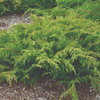 Microbiota decussata 'Fuzzball™' - 'Fuzzball™' Siberian Cypress