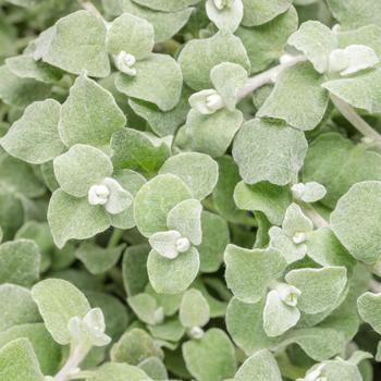 Helichrysum petiolare 'White Licorice' (Licorice Plant) - Proven Accents® White Licorice