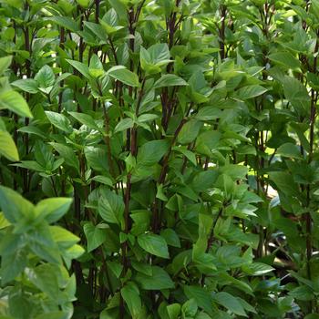 Ocimum basilicum 'Everleaf Thai Towers' - Basil