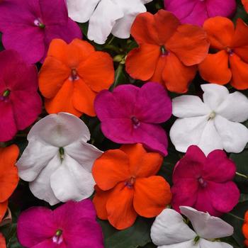 Impatiens walleriana 'Beacon® Lindau Mix' PPAF - Impatiens