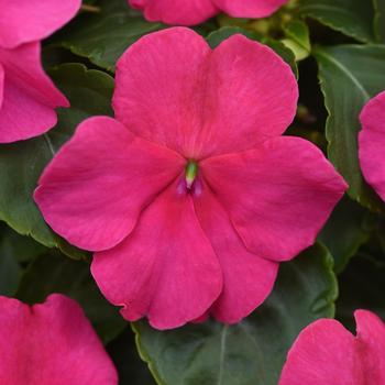 Impatiens walleriana Beacon™ Rose - Impatiens