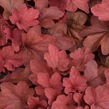 Heuchera hybrid 'Carnival Cinnamon Stick' - Coral Bells