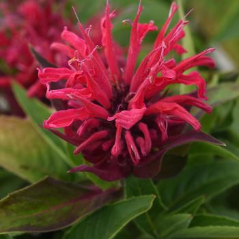 Monarda didyma 'BeeMine™ Red' - Bee Balm