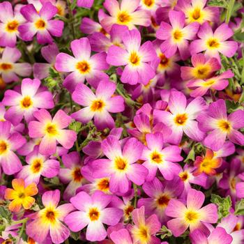 Jamesbrittenia hybrid - Safari™ Dawn South African Phlox