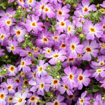 Jamesbrittenia hybrid - Safari™ Sky South African Phlox