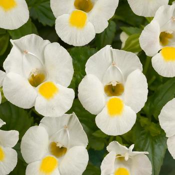 Torenia - White Moon&trade;
