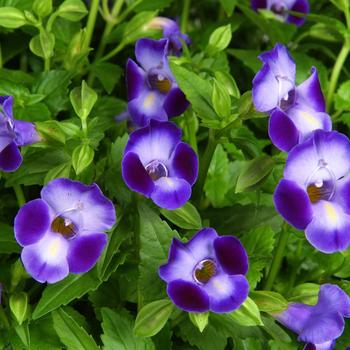Torenia - Purple Moon&trade;