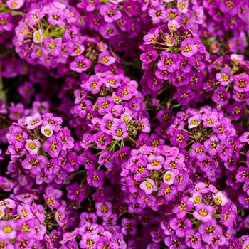 Lobularia maritima 'Inlbuviokn' PPAF, Can PBRAF (Sweet Alyssum) - Violet Knight® Sweet Alyssum