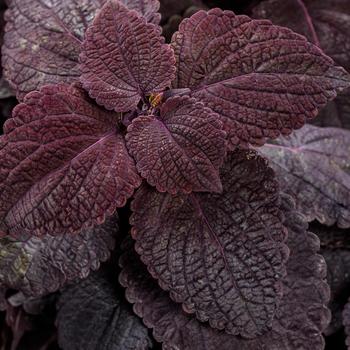 Solenostemon scutellarioides - ColorBlaze® Newly Noir™