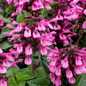 Salvia hybrid - Unplugged® Pink