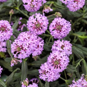 Verbena rigida - Cake Pops® Purple