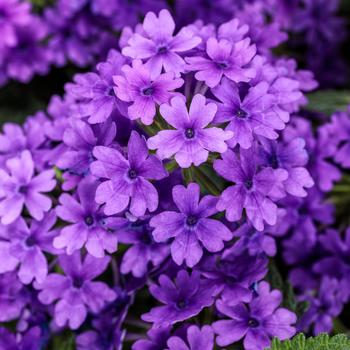 Verbena hybrid - Superbena® Imperial Blue™