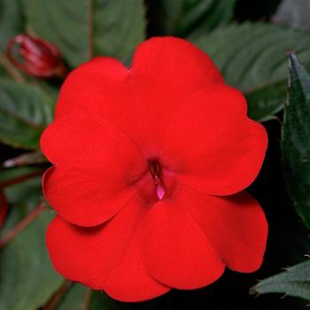 Impatiens x hybrida - SunPatiens® Compact Deep Red