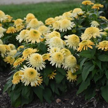 Echinacea hybrid - Double Coded™ 'Butter Pecan'