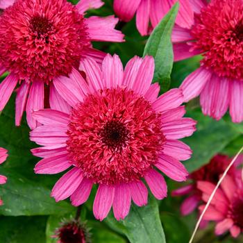 Echinacea hybrid - Double Coded™ 'Raspberry Beret'