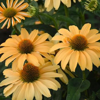 Echinacea hybrid - Color Coded™ 'One in a Melon'