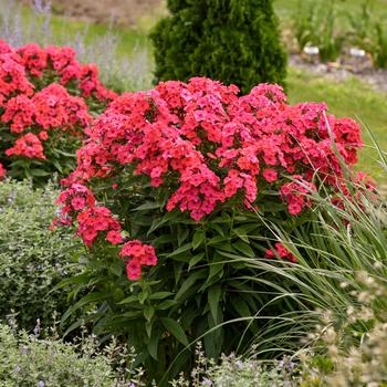 Phlox paniculata - Luminary™ 'Sunset Coral'