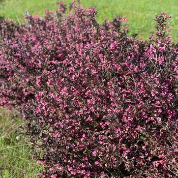 Weigela florida - Weigela