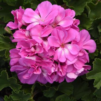 Pelargonium x hortorum Fantasia® 'Shocking Blue' - Geranium, Zonal