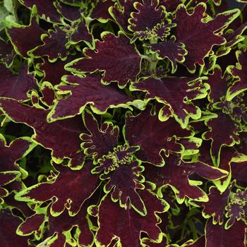 Solenostemon scutelleriodes 'Limewire' - Coleus