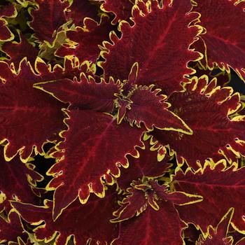 Solenostemon scutelleriodes 'Vulcan' - Coleus