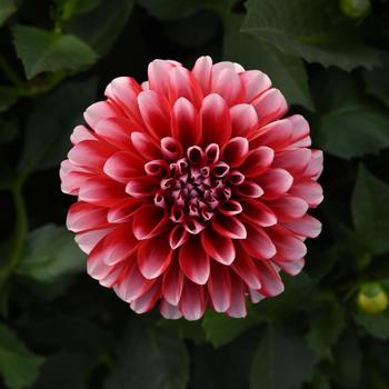 Dahlia Venti™ 'Red+White' - Dahlia 