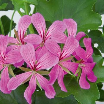 Pelargonium peltatum 'Balcon Light Purple' - Geranium, Ivy 