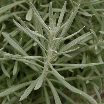 Helichrysum italicum 'Silver Ribbon' - Helichrysum