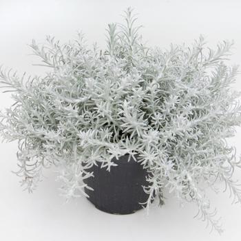 Helichrysum italicum 'Silver Stitch Imp' - Helichrysum