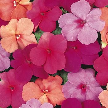 Impatiens walleriana Super Elfin® 'Paradise Mix' - Impatiens