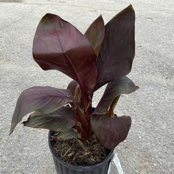 Canna 'Tropical Bronze Scarlet' - Canna 