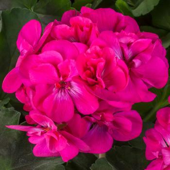 Pelargonium (Interspecific Geranium) Calliope® Medium Dark Pink - Geranium, Hybrid