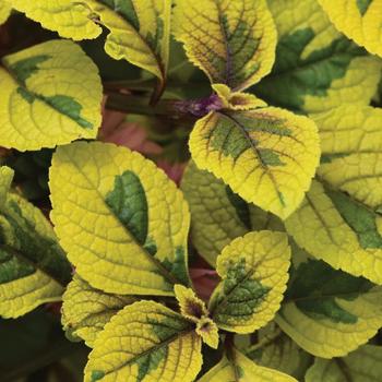 Plectranthus x FanciFillers™ 'Guacamole' - Plectranthus