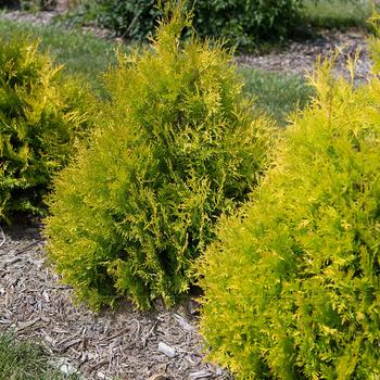 Thuja occidentalis - 'Lemon Burst™' Arborvitae